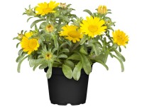 Grow by OBI Hviezdička prímorská (Asteriscus maritimus), pr. kvetináče cca 13 cm