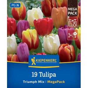 Kiepenkerl Mega-Pack cibuliek tulipánov Triumph, 19 farebných kusov v červenej, žltej, bielej a fialovej.