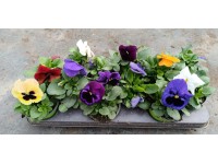 CZ-Flora Fialka záhradná (Viola x wittrockiana) cca pr. 10,5 cm