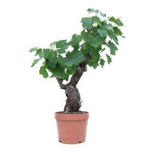 GROW by OBI Bonsai vinič (Vitis vinifera) v kvetináči so zelenými listami.