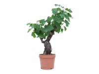 GROW by OBI Vínna réva (Vitis vinifera) bonsaj, 40 cm, kv. cca 6 l