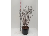 Zemolez kamčatský (lonicera kamtschatica) Myberry Bee