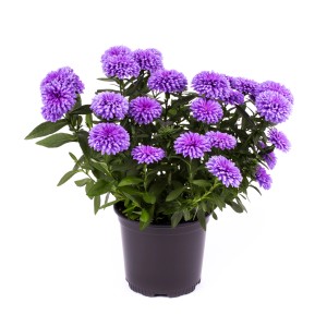 Črepníková astra hybrid s fialovými kvetmi, výška cca 15-25 cm. Kvitnúca rastlina pre záhony a kvetináče.