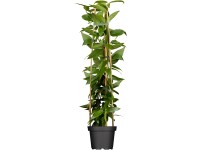 Zemolez Henryho (Lonicera henryi), pr. kv. 17 cm