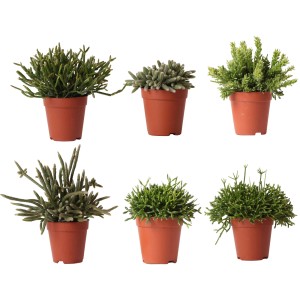Rôzne druhy koralových kaktusov (Rhipsalis) v kvetináčoch, výška cca 10-20 cm. Výber sukulentov.