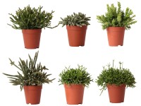 Koralový kaktus (Rhipsalis), rôzne odrody, pr. cca 9 x 10 - 20 cm