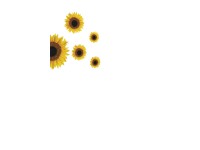 Crearreda Samolepiaca dekorácia Sunflowers