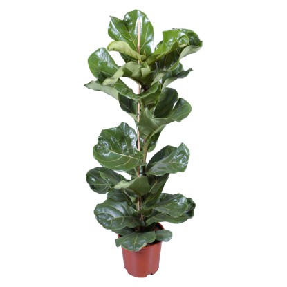 Fikus lýrovitý lyrata priemer kvetináča cca 21 cm