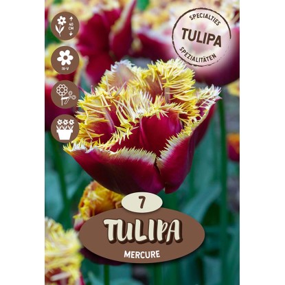 Kvetinová cibuľka Tulipa ''Fringed Mercure'', tmavo červená, 7 ks