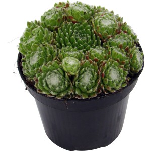 Skalnica pavučinovitá v kvetináči, cca 12 cm. Mrazuvzdorná rastlina Sempervivum s pavučinovou štruktúrou.
