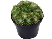 OBI Skalnica pavučinatá priemer kvetináča cca 12 cm Sempervivum
