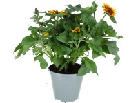 Slnečnica ročná (Helianthus annuus) 