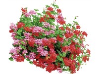 Muškát previsnutý - Pelargónia štítnatá (Pelargonium peltatum) mix pr. 10,5 cm