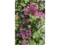 Orgován (syringa bloomerang) Dark purple