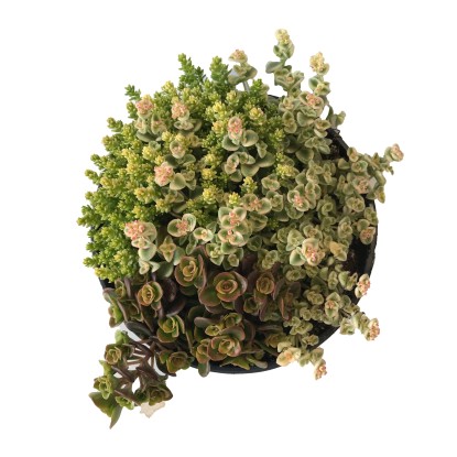 Rozchodník (Sedum Hybridum) Trio, výška cca 15-20 cm, pr. kv. cca 14 cm