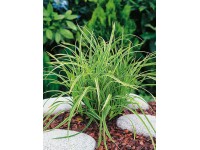 OBI Ostrica japonská 