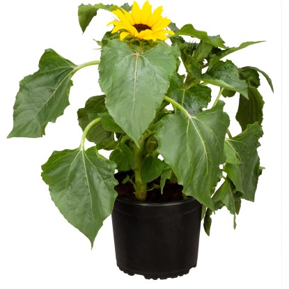 OBI Slnečnica ročná žltá priemer kvetináča cca 17 cm Helianthus anuus