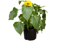 OBI Slnečnica ročná žltá priemer kvetináča cca 17 cm Helianthus anuus