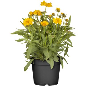 Krásnoočko veľkokveté v kvetináči, žlté kvety, zelené listy. Coreopsis v čiernom kvetináči.