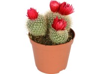 Mix kaktusov so sušenými kvetmi