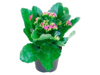 Kolopejka purpurová priemer kvetináča cca 10,5 cm