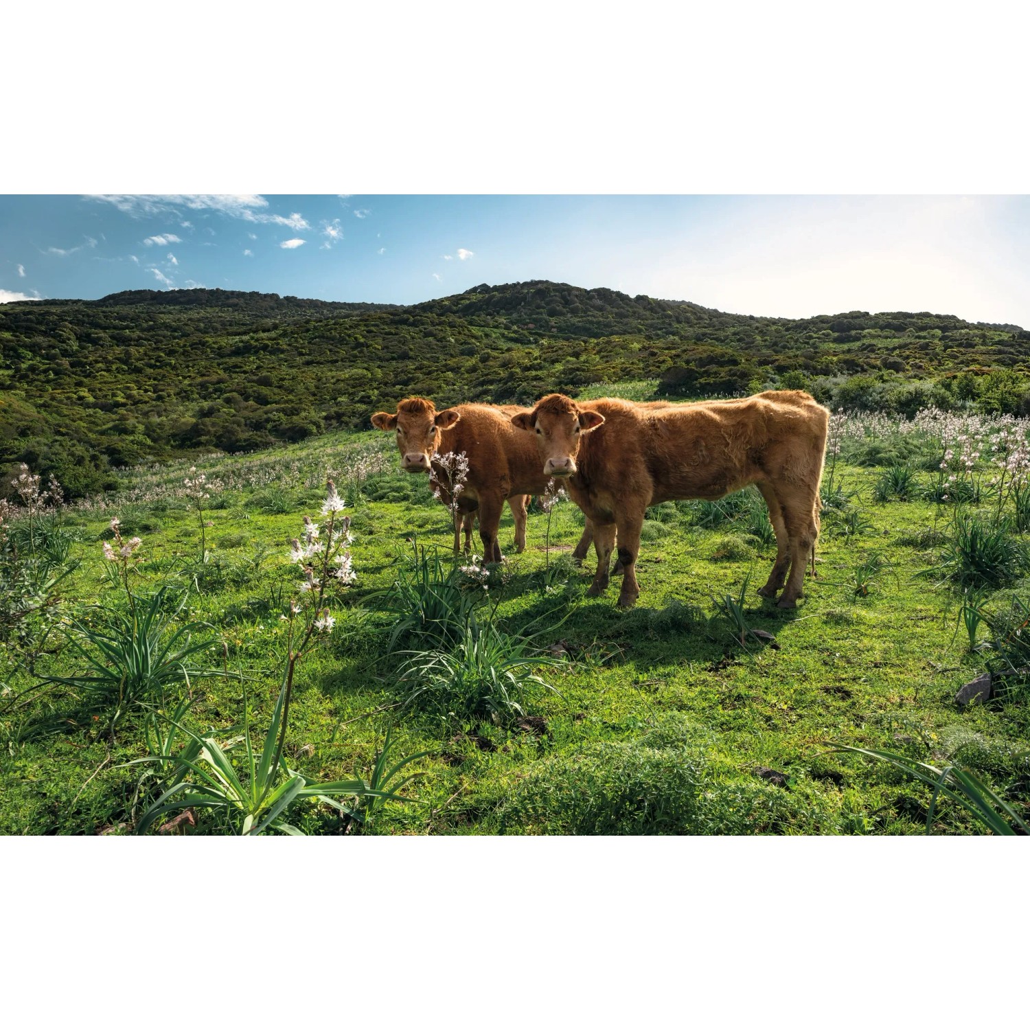 E-shop Komar Vliesová fototapeta Cow Paradise 450 x 280 cm