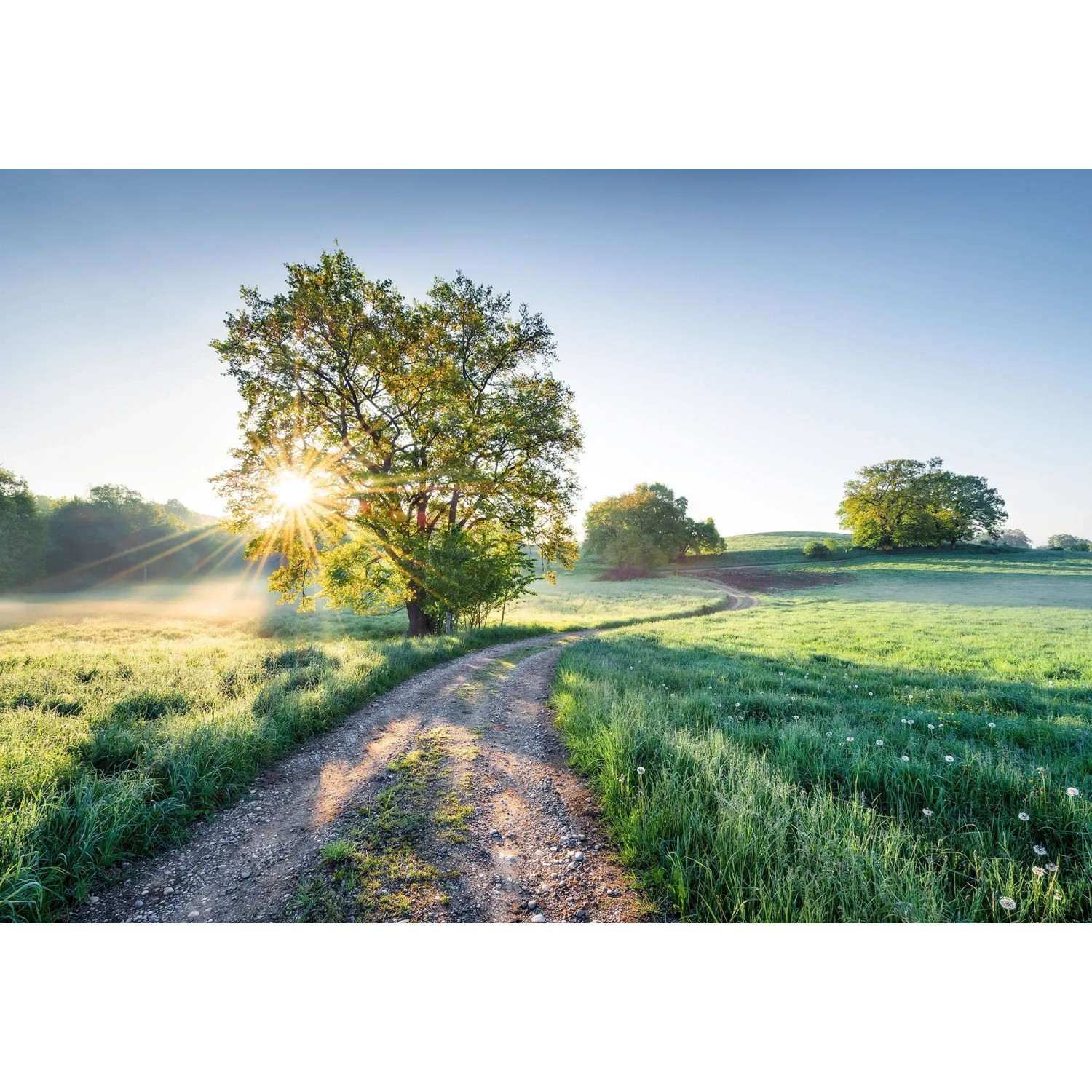 E-shop Komar Papierová fototapeta Meadow Trail 368 x 254 cm
