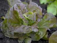 Šalát hlávkový červený miska s 10 - 12 kusmi