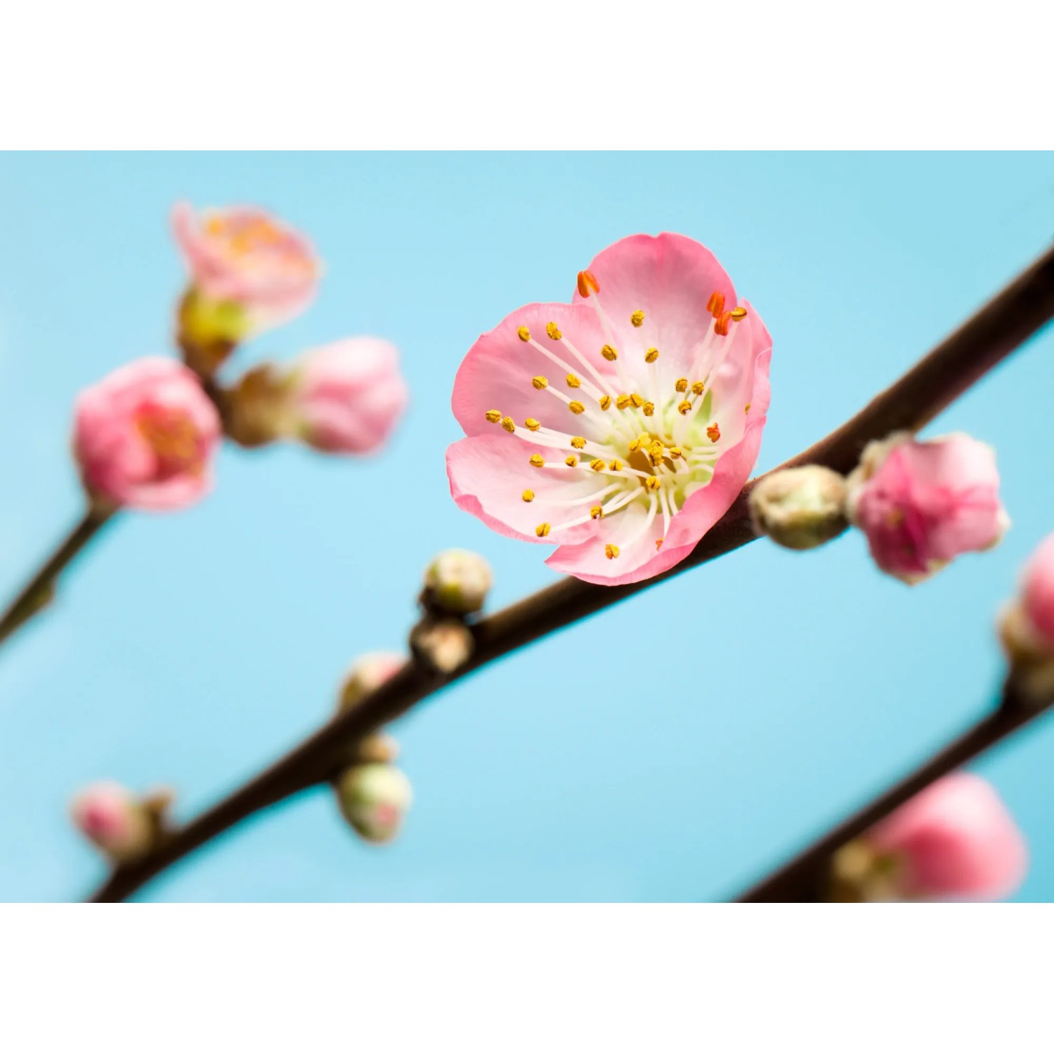 E-shop Komar Vliesová fototapeta Peach Blossom 350 x 250 cm