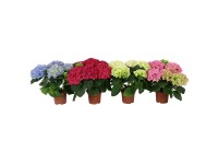 Hortenzia velkolistá (Hydrangea macrophylla) výška 40-50 cm, pr. kvetináča 19 cm
