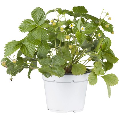 Mesačná jahoda Elsanta podnos so 6 kusmi