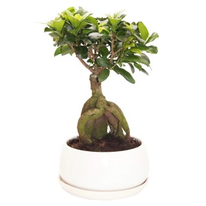 Ginseng Bonsai (Ficus microcarpa) v okrúhlej bielej miske s podšálkou, výška cca 40 cm.