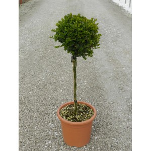 GROW by OBI Buxus Faulkner ako guľa v kvetináči, výška cca 65 cm.