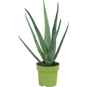 Aloe Vera v kvetináči, priemer cca 14 cm. Sukulentná izbová rastlina so zelenými listami.