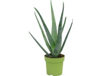 Aloa Vera priemer kvetináča cca 14 cm (Aloe vera)