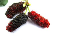 Moruša biela (morus alba) Giant Fruit