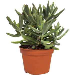 Mix Crassula (Tučnolist vajcovitý) v kvetináči, zelená sukulentná rastlina pre slnečné miesta.
