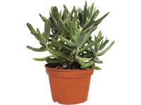 Mix tučnolistov portulakových z Teneriffe priemer kvetináča cca 15 cm Crassula