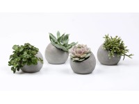 Sukulent rôzne druhy v betónovej nádobe priemer kvetináča cca 6 cm