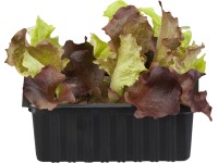 Šalát dubáčik miska po 6 ks Lactuca sativa var. acephala