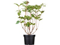 OBI Vajgelia Bristol Ruby, 50-60 cm, kvetináč cca 3,5 l