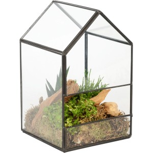 Aranžmán zelených rastlín v sklenenom dome, priemer kvetináča cca 14 cm. Dekoratívne izbové rastliny v mini skleníku.