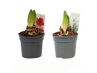 Amarylis (Hippeastrum Hybrid), rôzne druhy, 1 ks, výška cca 20-25cm, pr.kv. 13cm