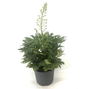 Ostrožka Delphinium Hybrid Delgenius, výška cca 40 cm, v kvetináči.