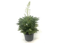 Q-Flower Ostrožka Delphinium (Delphinium Hybrid) 