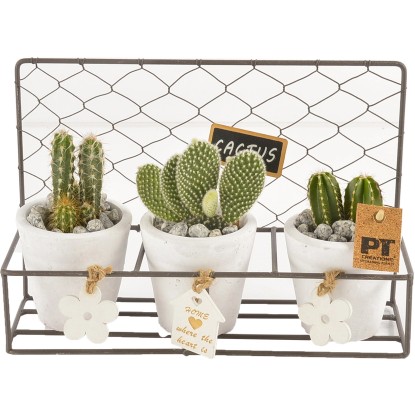 Kaktusový aranžmán v železnom košíku priemer kvetináča cca 27 cm