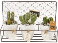 Kaktusový aranžmán v železnom košíku priemer kvetináča cca 27 cm