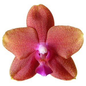 Detailný záber motýlej orchidey "Bolgheri" s červeno-žltými okvetnými lístkami a ružovým pyskom.