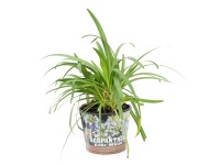 GROW by OBI Kalokvet africký (Agapanthus africanus) cca výška 20 cm, 5 l