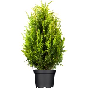 Tuja Smaragd v kvetináči, výška cca 120-140 cm, vždyzelený živý plot.